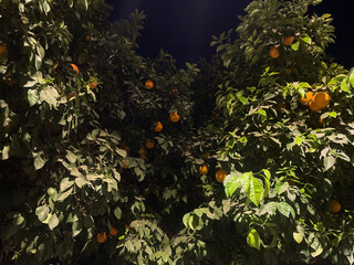 Arbol frutal de naranja y el cielo