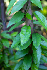 Fresh tiliacora triandra green leaves