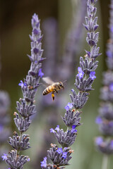 Biene in Lavendel