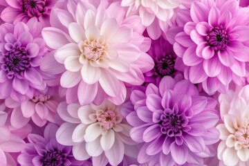 Obraz premium Elegant purple-pink mums with detailed petals and a contrasting white background, creating a beautiful floral design.