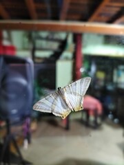 Polilla blanca y dorado en el vidrio