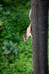 Eichh&ouml;rnchen an Baum