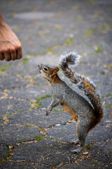 Eichh&ouml;rnchen F&uuml;tterung