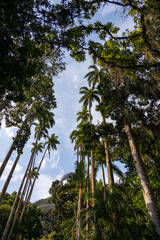 Palmenallee mit Himmel