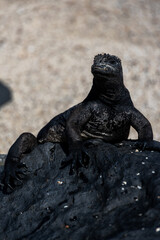 Marine Iguana