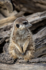 Sitzendes Erdm&auml;nnchen