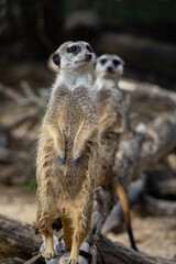 Erdm&auml;nnchen auf Ausguck