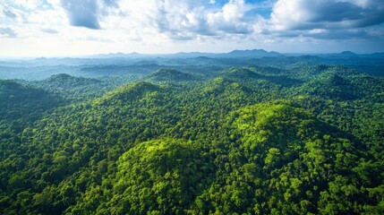 Fototapeta premium aerial view of lush green forest showcasing natural diversity and environmental preservation. International Day of Forests
