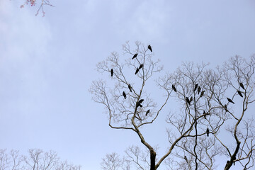 Japanese crows on tree in Yasaka shrine, Kyoto city, Japan