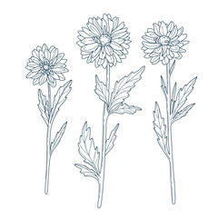 Coloring page in botanical style featuring multiple daisies. Black and white illustration coloring page