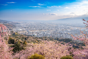 河津桜　神奈川県松田町　西平畑公園