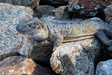 iguana lying on rocks along banderas bay mexico
