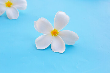 Plumeria or frangipani flower on blue background.