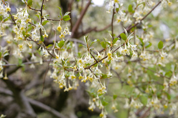 White flower of cherry elaeagnus shrub or Elaeagnus multiflora
