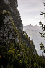 Bergflanke mit Tannen