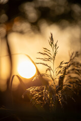 Gras bei Sonnenuntergang