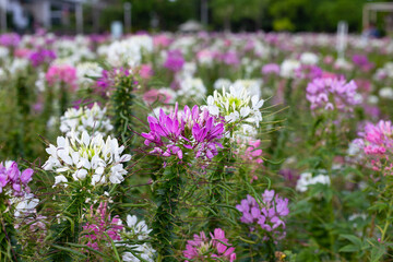 Cleome spinosa flower in the park