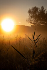 Schilf bei Sonnenaufgang