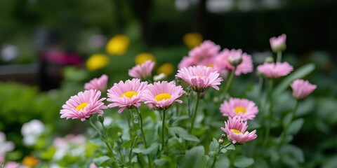 Obraz premium A charming grouping of pink daisies radiates cheerfulness and warmth, nestled within a vibrant garden that invites viewers to appreciate nature's splendor.