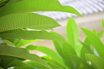 beautiful frangipani flower tree in springtime, rainy day