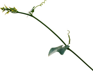 Vine plant, Branch creeper leaf green, Liana tropical nature transparent background