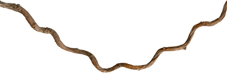A vine with rugged texture that is twisted and dry is isolated on a white background.