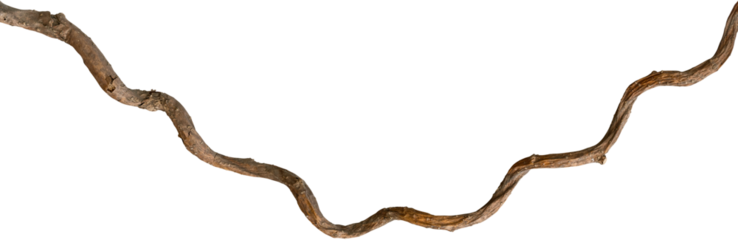 A vine with rugged texture that is twisted and dry is isolated on a white background.