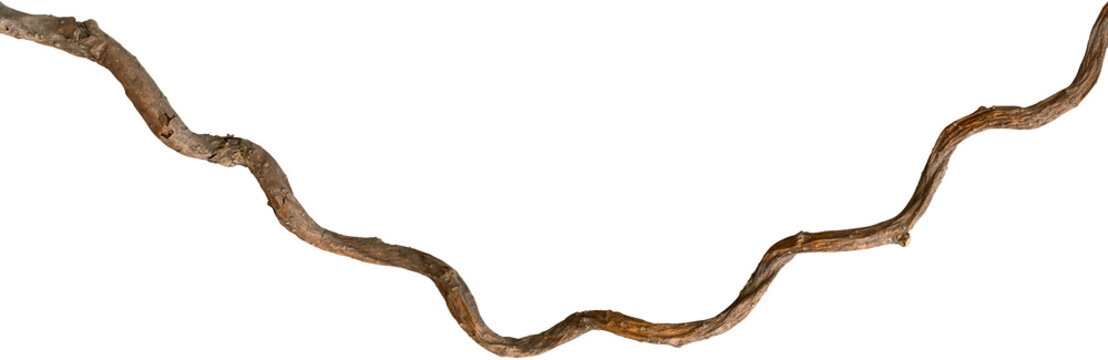 A vine with rugged texture that is twisted and dry is isolated on a white background.