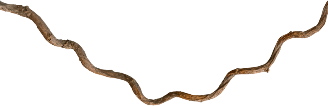 A vine with rugged texture that is twisted and dry is isolated on a white background.