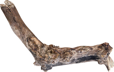 Dry branch tree naturally.