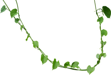 Vine plant, Branch creeper leaf green, Liana tropical nature transparent background