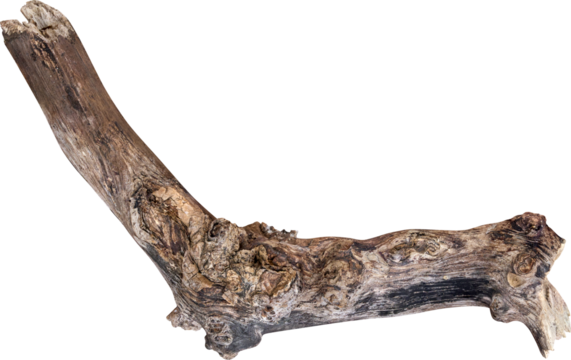 Dry branch tree naturally.