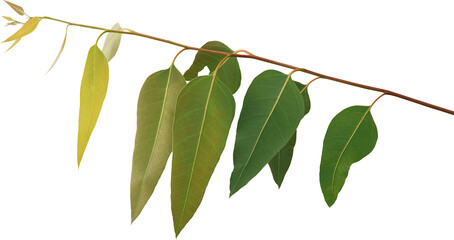 Branch and leaves eucalyptus