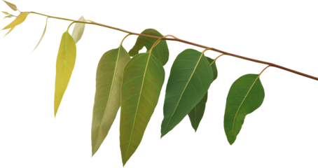 Branch and leaves eucalyptus