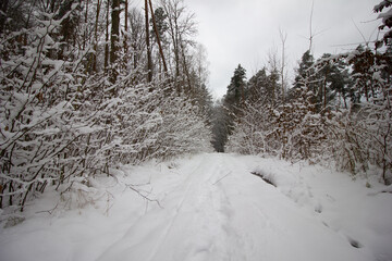 weather forecast, snowy season, snowfall, beautiful winter, winter holidays, walks in the forest, snow in the forest, global cooling, winter of the century
