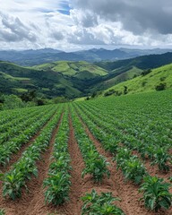 Lush green field of tobacco plants growing abundantly under clear blue sky and bright sunshine