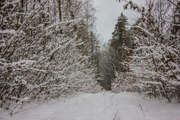 weather forecast, snowy season, snowfall, beautiful winter, winter holidays, walks in the forest, snow in the forest, global cooling, winter of the century
