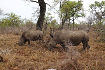 Naklejka premium African wildlife from Krueger National Park in South Africa