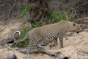 African wildlife from Krueger National Park in South Africa