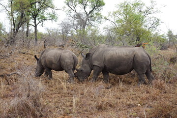 Obraz premium African wildlife from Krueger National Park in South Africa
