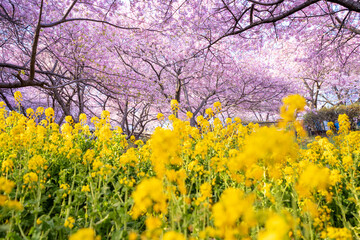 河津桜　神奈川県松田町　西平畑公園