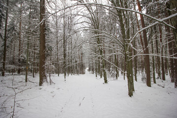 weather forecast, snowy season, snowfall, beautiful winter, winter holidays, walks in the forest, snow in the forest, global cooling, winter of the century
