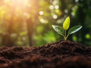 Fototapeta premium Seedling Growing in Soil: A Symbol of New Life, Growth, and Hope Under a Sunlit Sky