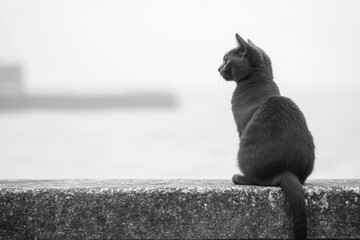 Black and white image of a cat sitting on a ledge looking away