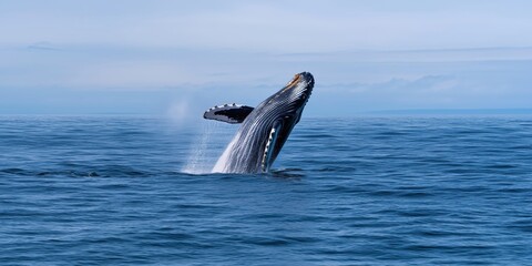 Fototapeta premium A magnificent humpback whale breaches the ocean surface with a stunning display of strength and grace, embodying the wonders of marine life and nature's beauty.