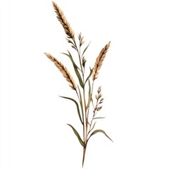 Wheat stalk transparent clipart
