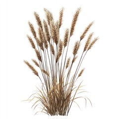 Fototapeta premium Wheat stalk transparent clipart