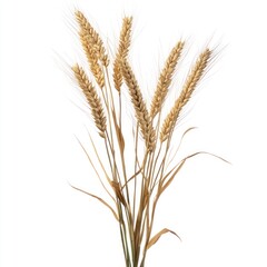 Fototapeta premium Wheat stalk transparent clipart