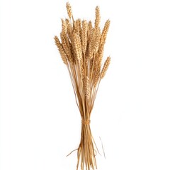 Fototapeta premium Wheat stalk transparent clipart