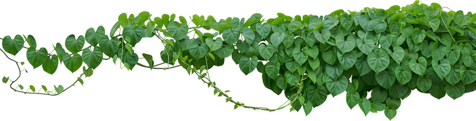 Vine plant, Branch creeper leaf green, Liana tropical nature transparent background